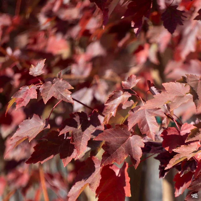 Red Maple 'October Glory'