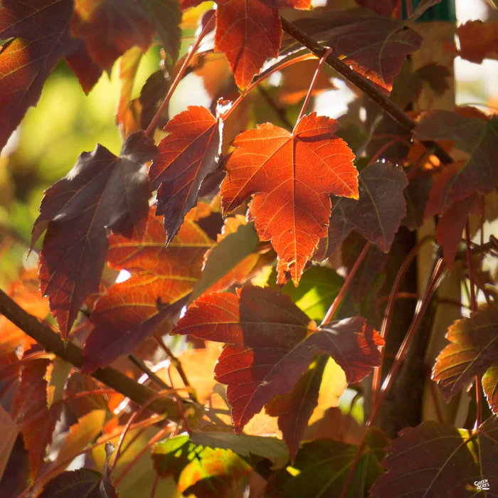 Red Maple 'October Glory'