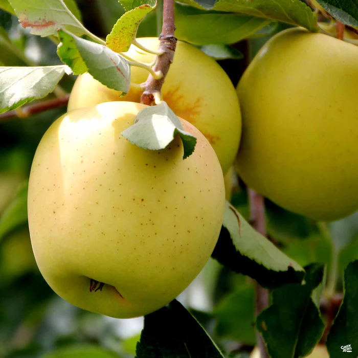 4545-apple-golden-delicious-bareroot-1.webp Apple 'Golden Delicious' Bareroot
