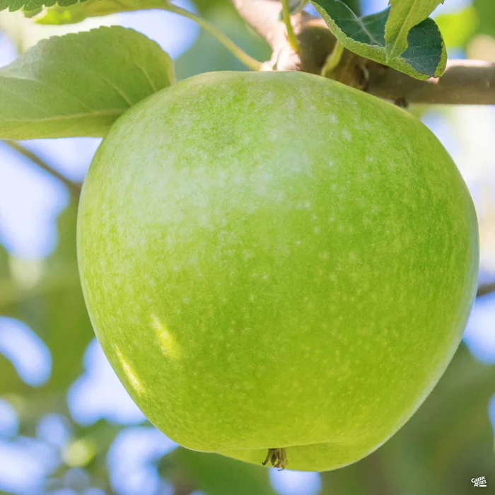 Apple 'Granny Smith' Bareroot