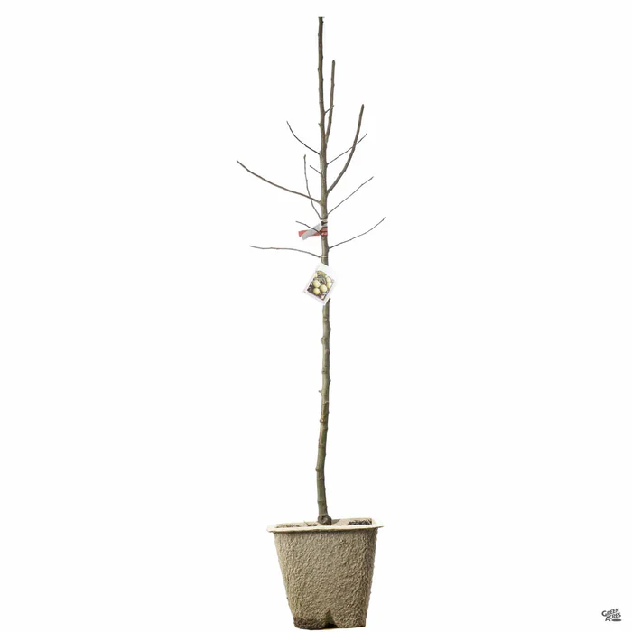 Apple 'Granny Smith' Bareroot