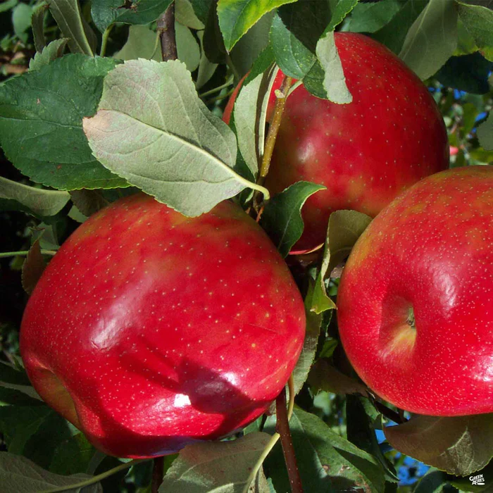 4547-apple-honeycrisp-bareroot-1.webp Apple 'Honeycrisp' Bareroot