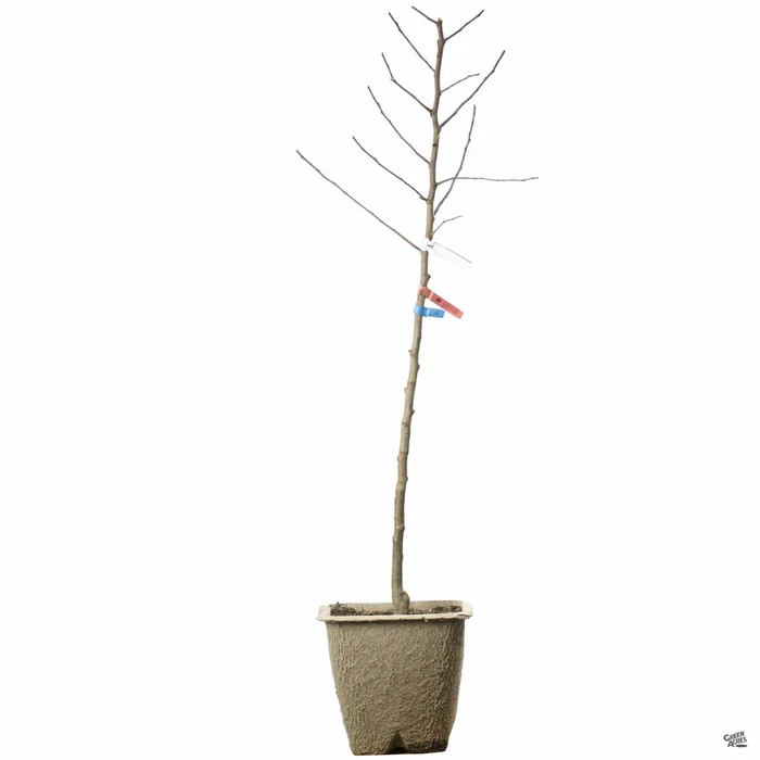 4547-apple-honeycrisp-bareroot-2.webp Apple 'Honeycrisp' Bareroot