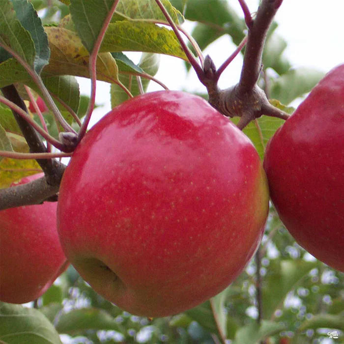 Apple 'Pink Lady' Bareroot