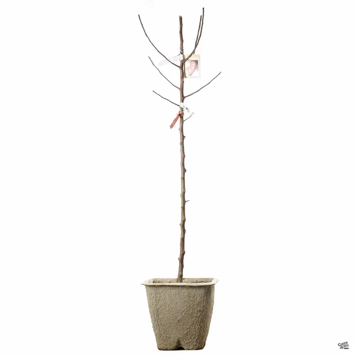 Apple 'Pink Lady' Bareroot