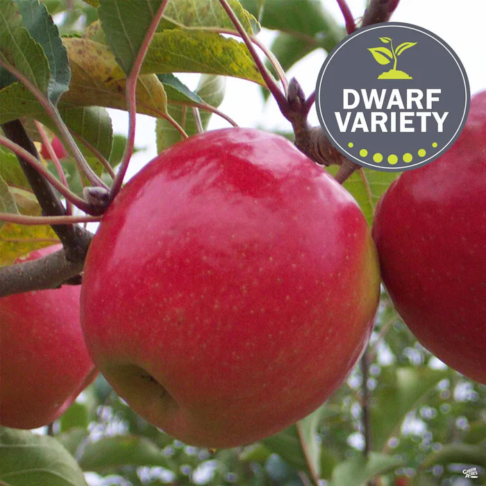 Apple 'Pink Lady', Dwarf Bareroot