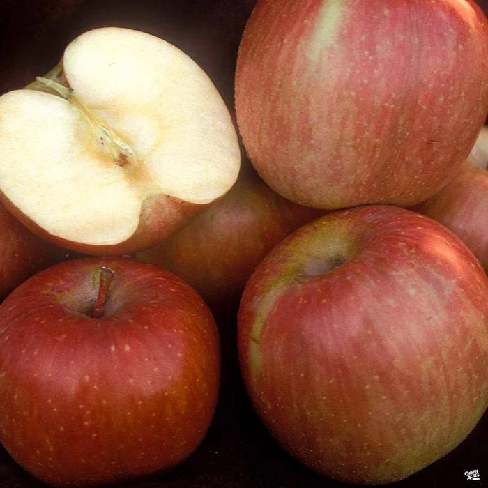 Apple 'Red Fuji' Bareroot