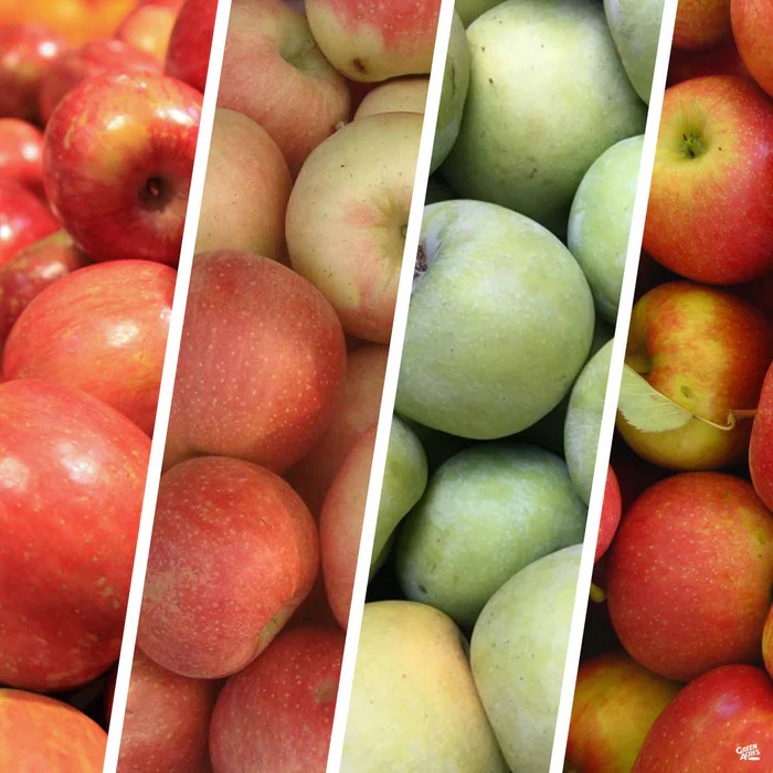 Apple Multi-Graft Combo #1 Bareroot