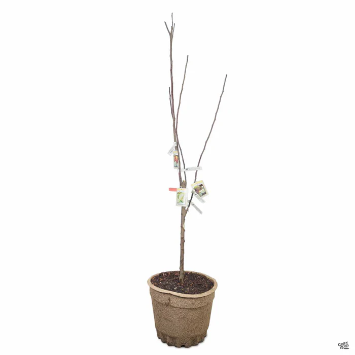 Apple Multi-Graft Combo #1 Bareroot