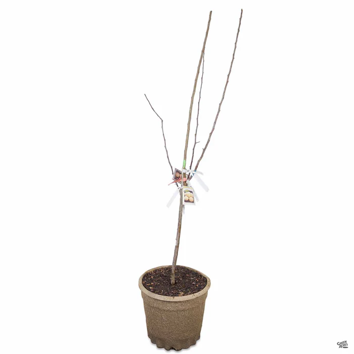 Apple Multi-Graft Combo #2 Bareroot