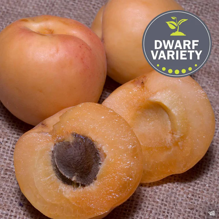 Apricot 'Pixie-Cot', Dwarf Bareroot