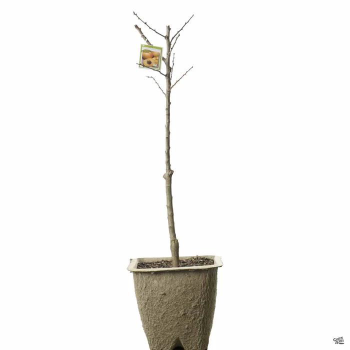 Apricot 'Pixie-Cot', Dwarf Bareroot