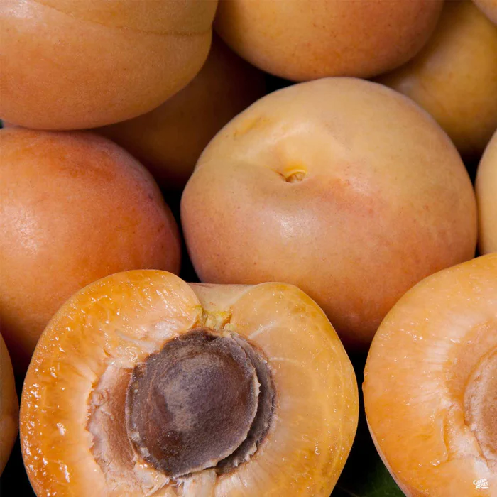 Apricot 'Royal Rosa' Bareroot