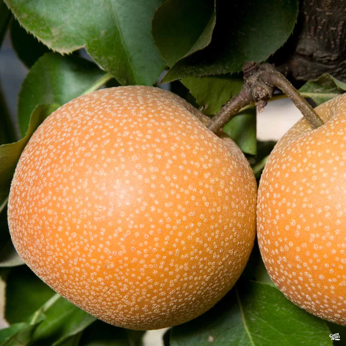 Asian Pear 'Hosui' Bareroot