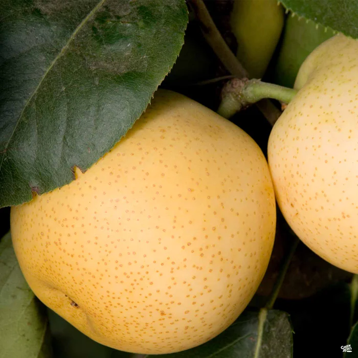 Asian Pear 'Shinseiki' Bareroot