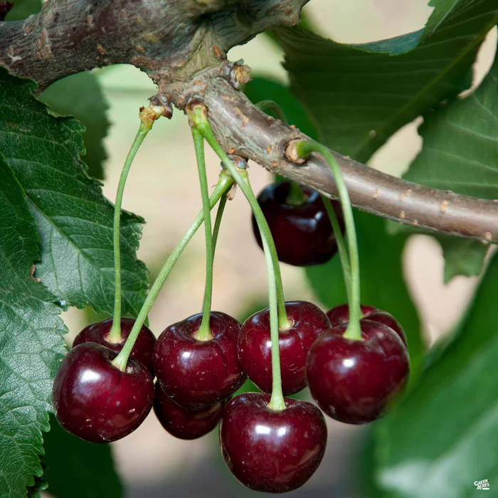 Cherry 'Black Tartarian' Bareroot