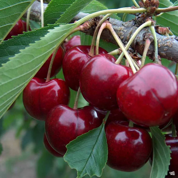 Cherry 'Lapins' Bareroot
