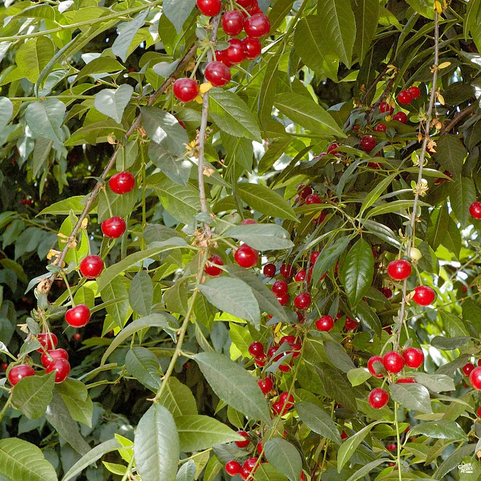 4562-cherry-north-star-sour-bareroot-1.webp Cherry 'North Star Sour' Bareroot