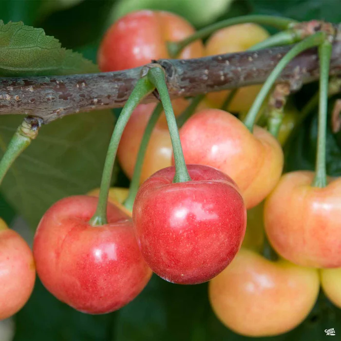 Cherry 'Rainier' Bareroot