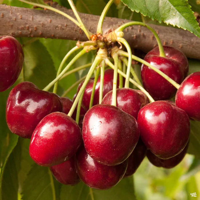 4564-cherry-royal-crimson-bareroot-1.webp Cherry 'Royal Crimson' Bareroot