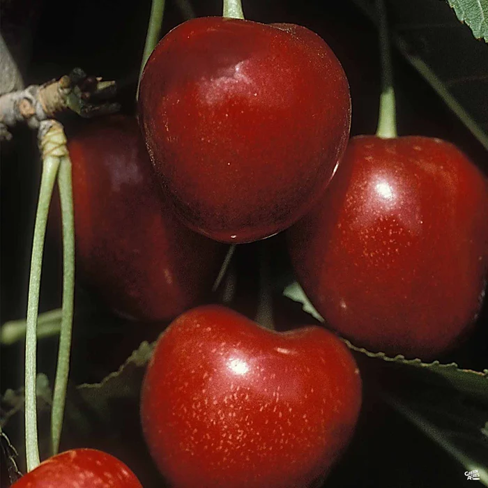 Cherry 'Stella' Bareroot