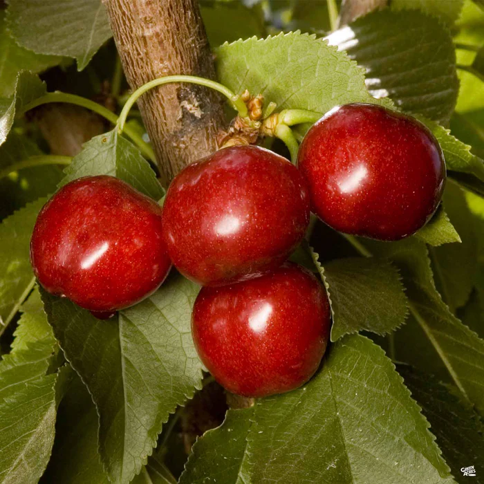 Cherry 'Utah Giant' Bareroot