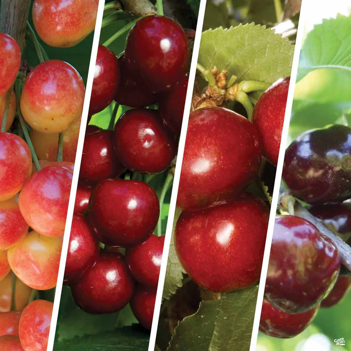 4568-cherry-multi-graft-combo-3-bareroot-1.webp Cherry Multi-Graft Combo #3 Bareroot