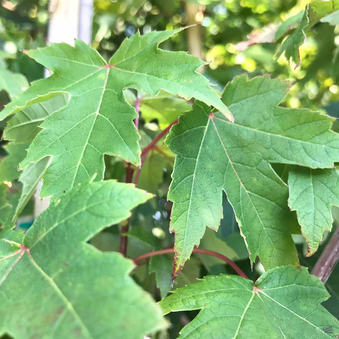 Red Maple 'Autumn Blaze'