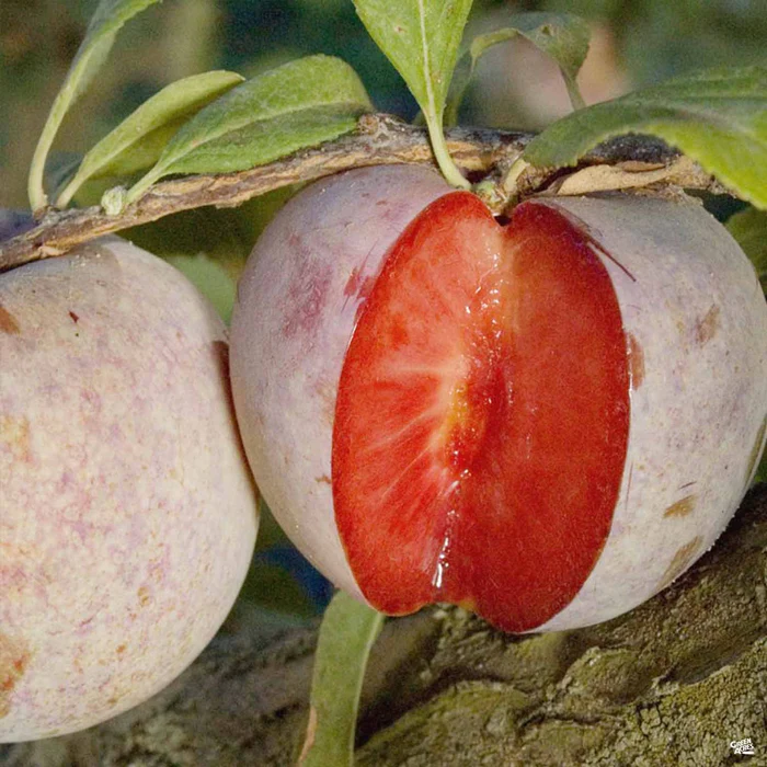 Dapple Dandy Pluot Interspecific Plum Bareroot