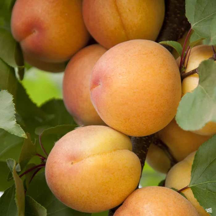 4571-flavor-delight-aprium-interspecific-apricot-bareroot-1.webp Flavor Delight Aprium Interspecific Apricot Bareroot