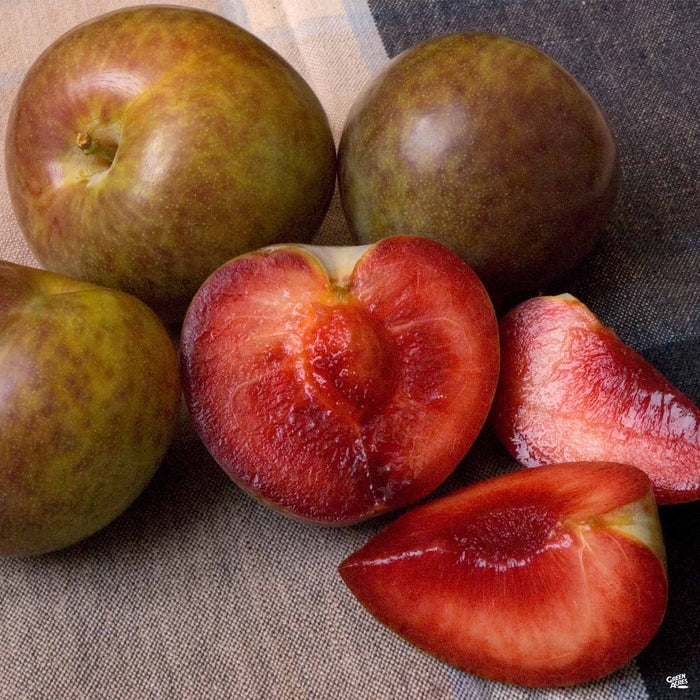 4572-flavor-supreme-pluot-interspecific-plum-bareroot-1.jpg Flavor Supreme Pluot Interspecific Plum Bareroot