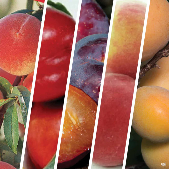 4573-fruit-salad-multi-graft-combo-1-bareroot-1.webp Fruit Salad Multi-Graft Combo #1 Bareroot
