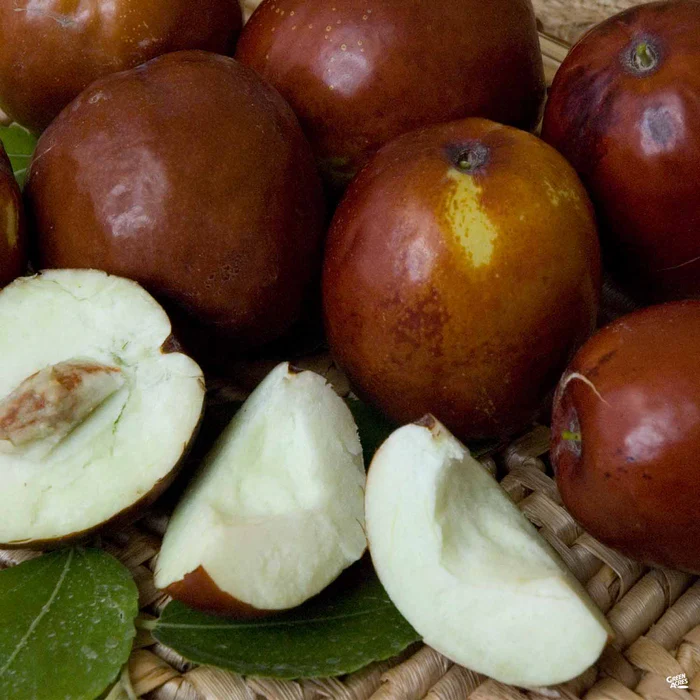 Jujube 'Li' Bareroot