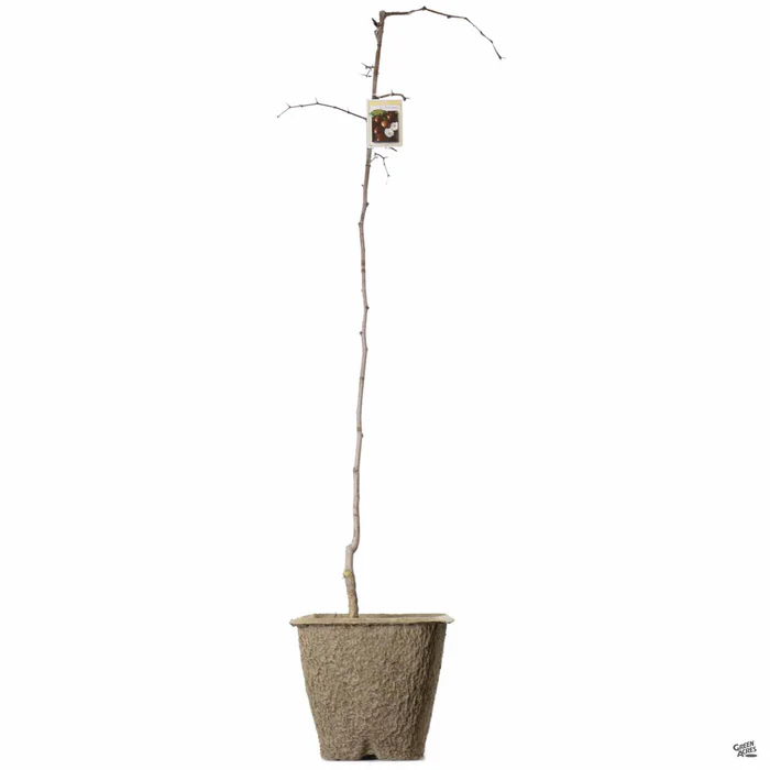Jujube 'Li' Bareroot