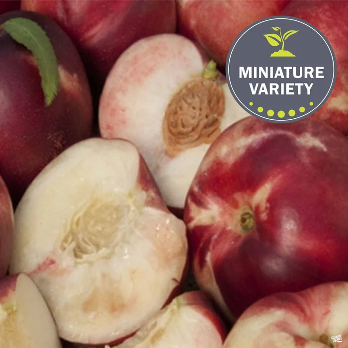 Nectarine 'Arctic Babe', Miniature Bareroot