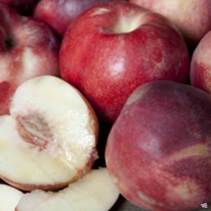 Nectarine 'Arctic Star' Bareroot