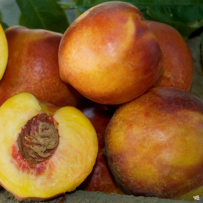 4578-nectarine-double-delight-bareroot-1.webp Nectarine 'Double Delight' Bareroot