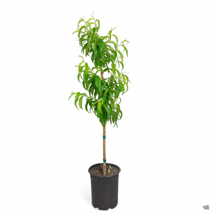 4580-nectarine-garden-delight-miniature-bareroot-3.webp Nectarine 'Garden Delight', Miniature Bareroot