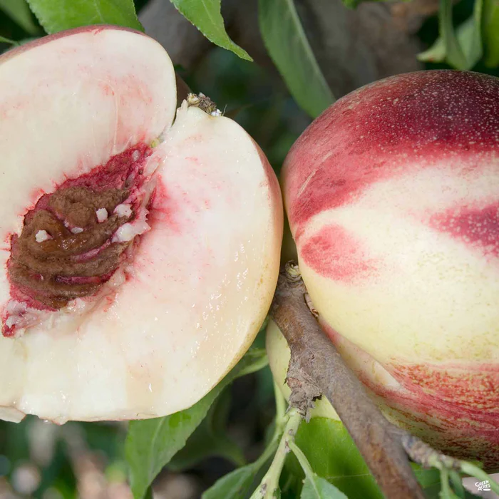 4581-nectarine-heavenly-white-bareroot-1.webp Nectarine 'Heavenly White' Bareroot