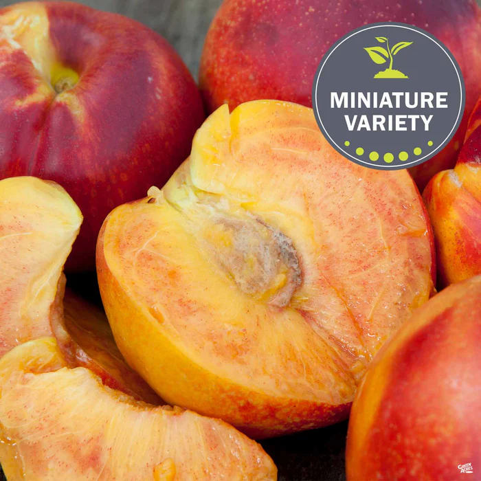 Nectarine 'Necta Zee', Miniature Bareroot