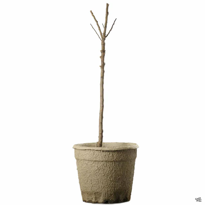 Nectarine 'Necta Zee', Miniature Bareroot