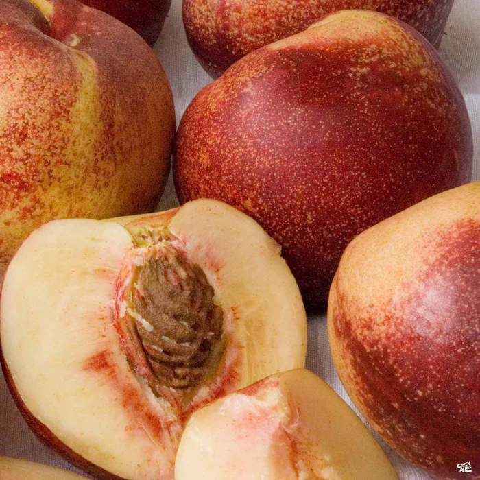 4583-nectarine-snow-queen-bareroot-1.webp Nectarine 'Snow Queen' Bareroot