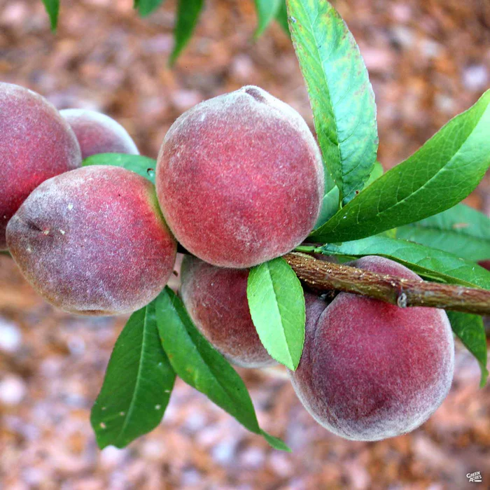 4585-peach-babcock-bareroot-2.webp Peach 'Babcock' Bareroot