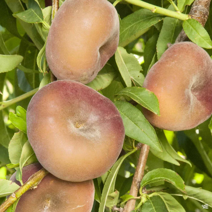 4586-peach-donut-stark-saturn-bareroot-1.webp Peach 'Donut Stark Saturn' Bareroot