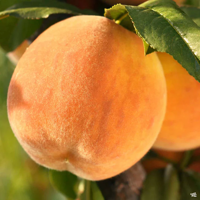 4587-peach-elberta-bareroot-1.webp Peach 'Elberta' Bareroot