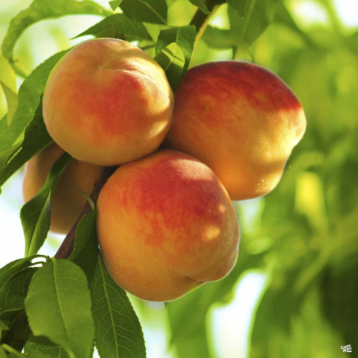 Peach 'Frost' Bareroot