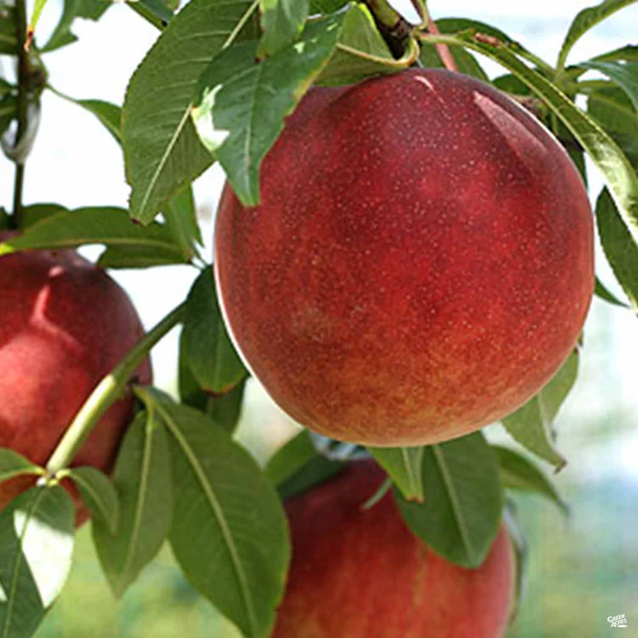 Peach 'July Elberta' Bareroot