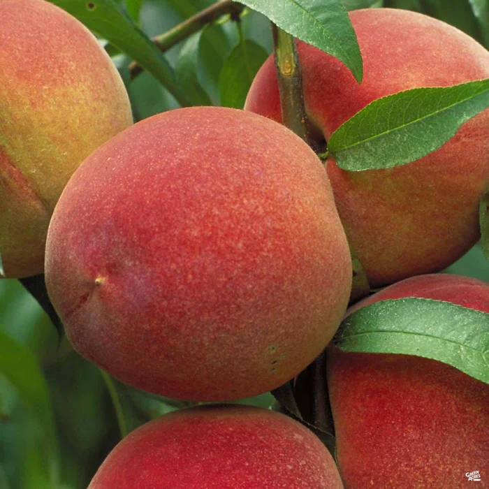 Peach 'May Pride' Bareroot