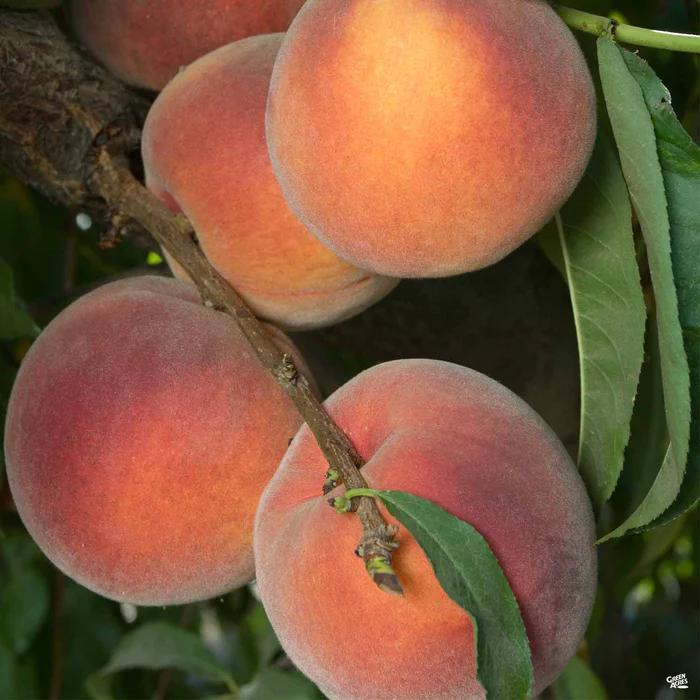 Peach 'O'Henry' Bareroot