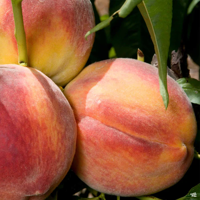 Peach 'Redhaven' Bareroot
